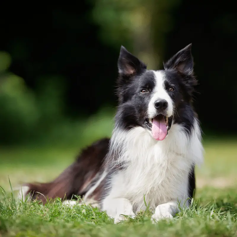 Border Collie laying on the grass