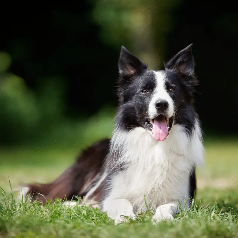 A happy dog laying on the grass, with tongue out.