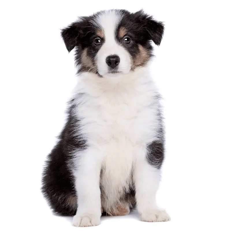 A cute tri colour border collie on a white background