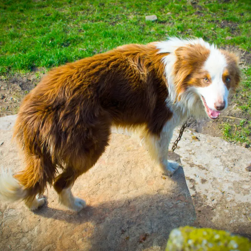 tan and brown border collie