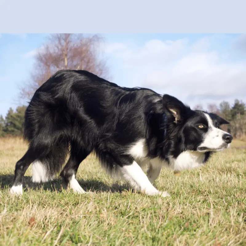 what do border collies herd