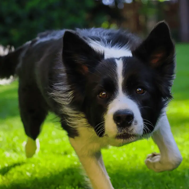 do border collies shed a lot