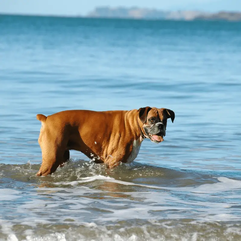 Boxer dog standing in the sea