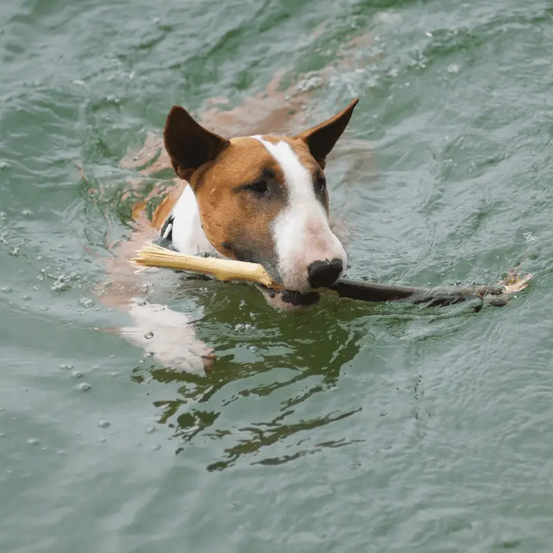 Bull Terrier with a stick in his mouth, swimming in a river