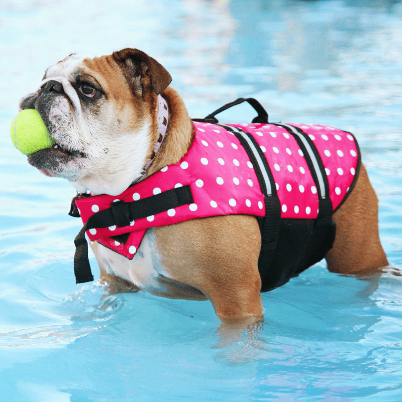 Bulldog in swimming pool with a life vest on, with tennis ball in mouth