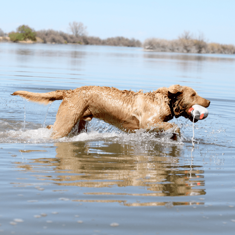 Chesapeake Bay Retriever in lake water with a duck toy in mouth