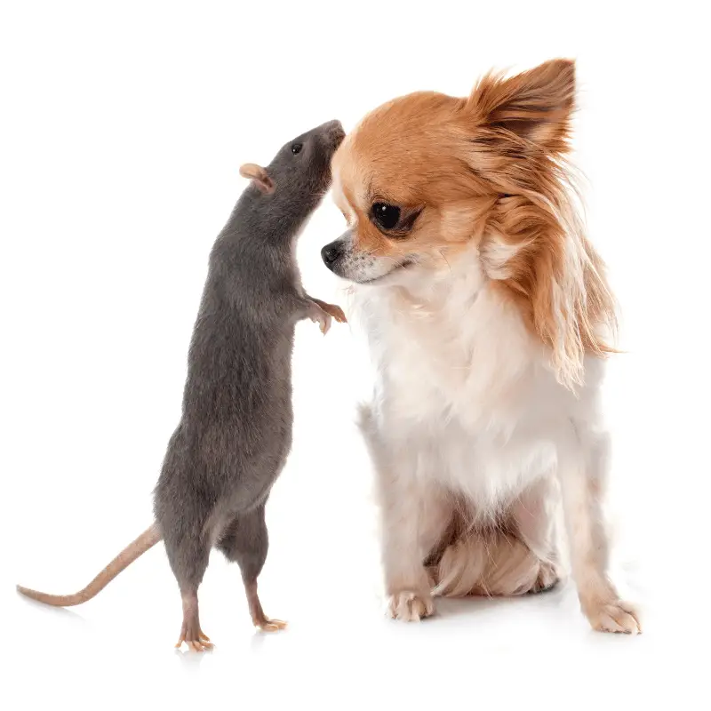 Chihuahua and a grey rat together