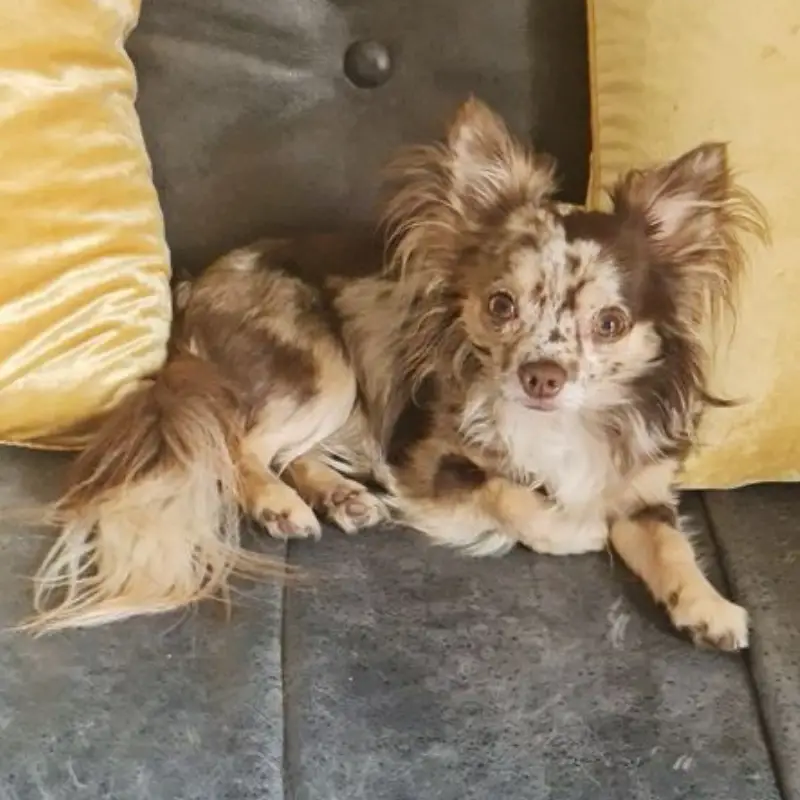 Long haired merle Chihuahua laying on the sofa