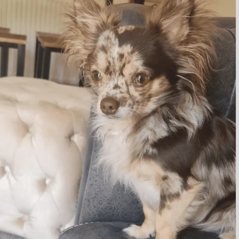 Long haired merle Chihuahua looking cute