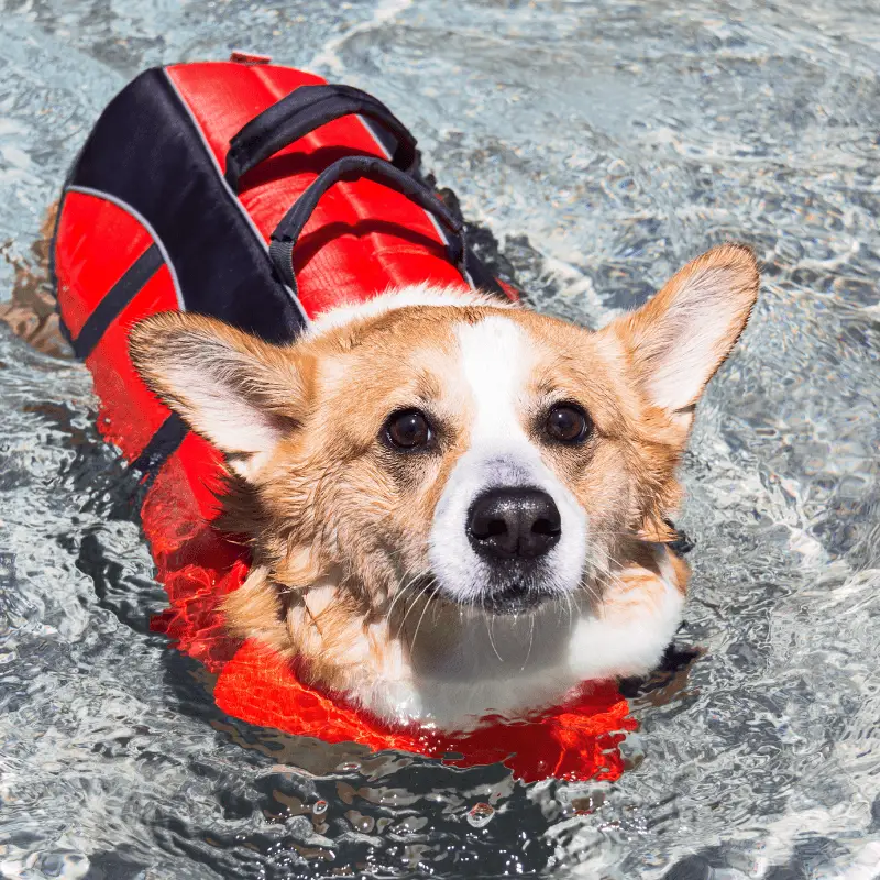 Corgi in a life red life vest in water