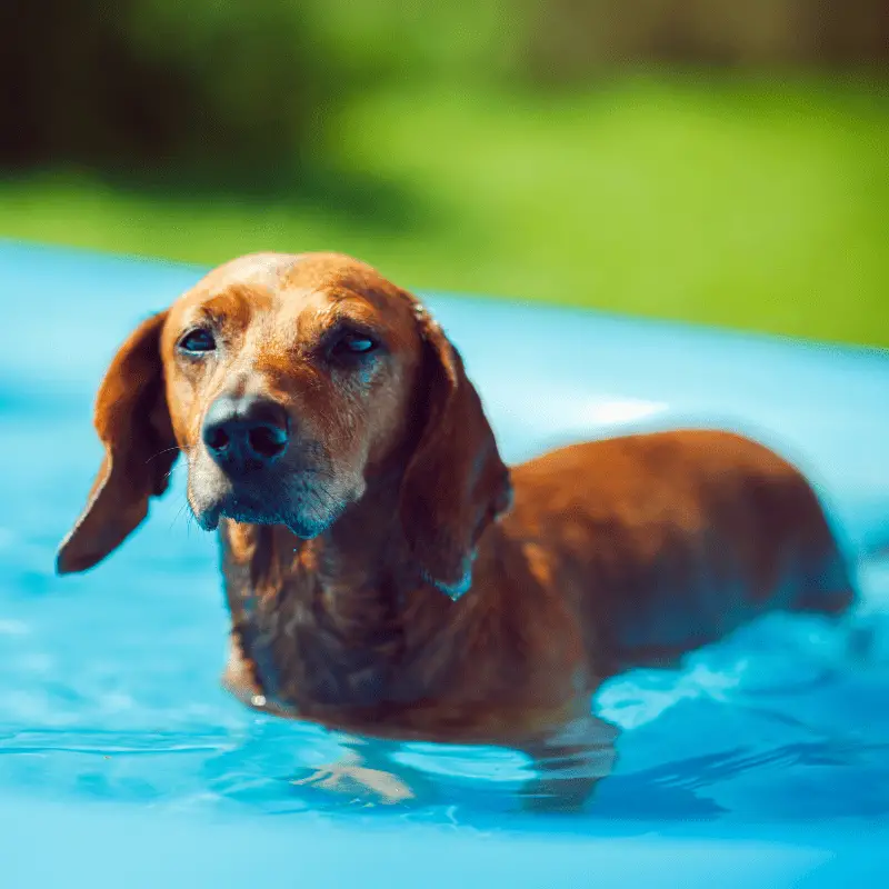 Dachshund in a paddling pool