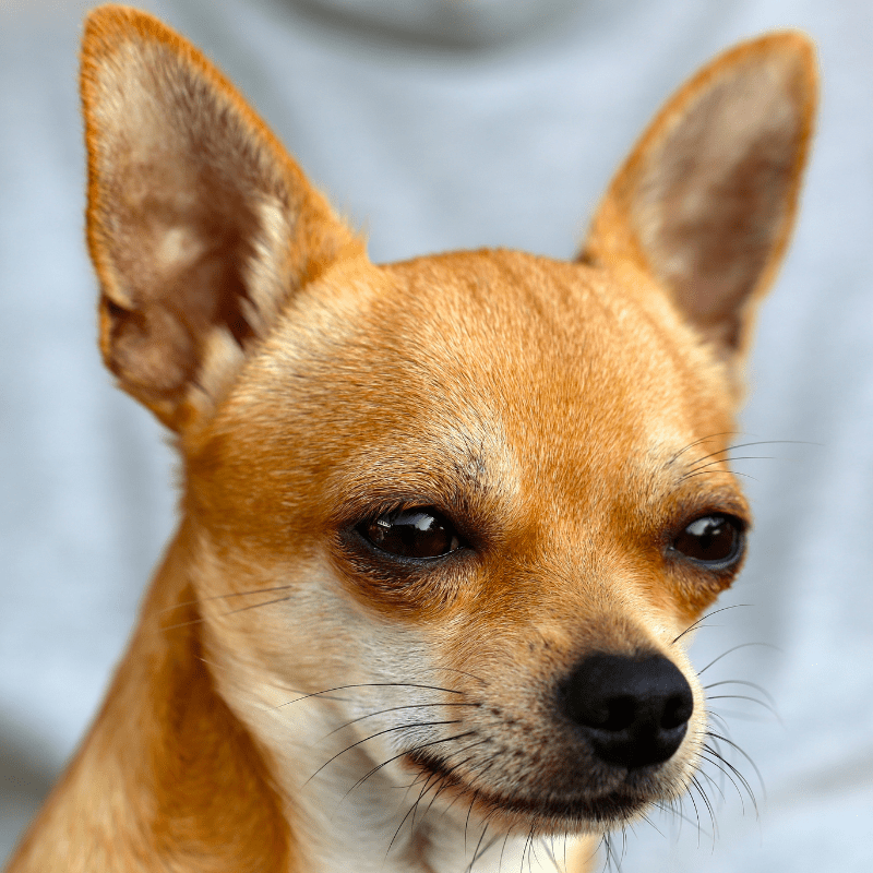 A deer head tan Chihuahua