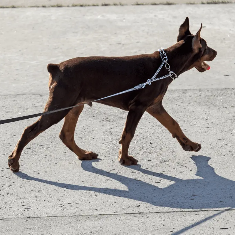 Doberman Pinscher male on a walk, he has cropped ears and docked tail in a chained slip collar.