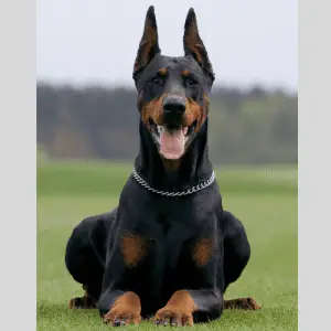 Dobermann dog laying on the grass, ears up and mouth open, very happy