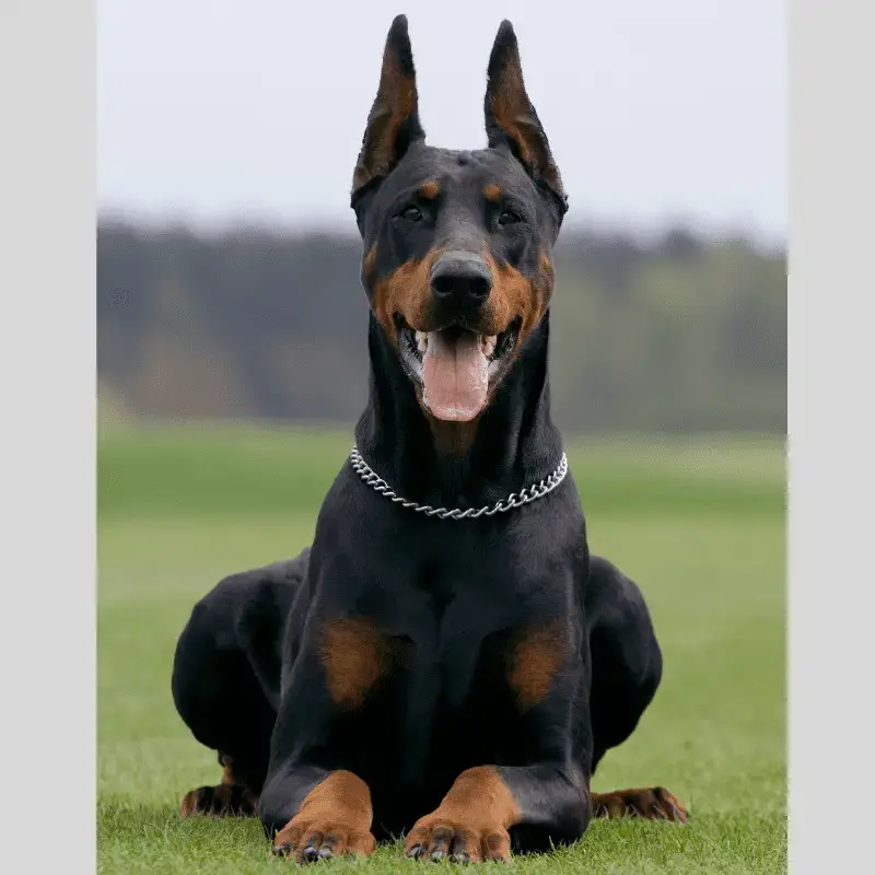 is a doberman a aggressive breed