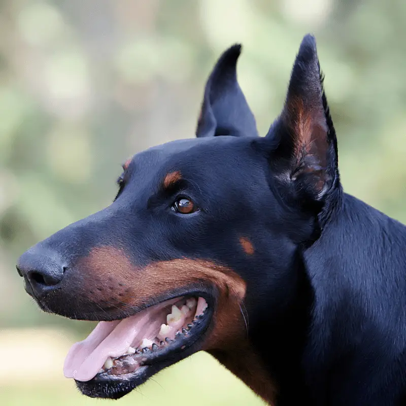 close up of a Dobermann with cropped ears