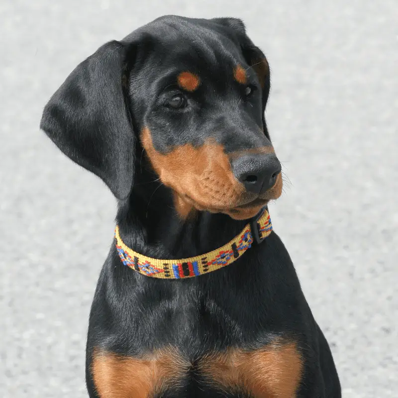 A a gorgeous Dobermann dog with floppy ears.