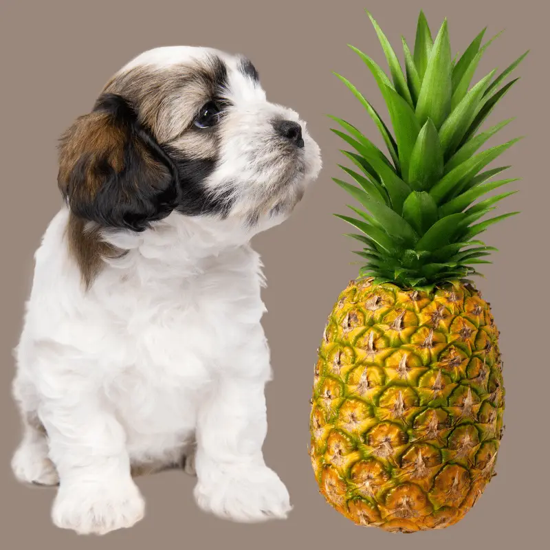 Can Dogs Eat Pineapple? (How Best Served) Dog Friendly Scene