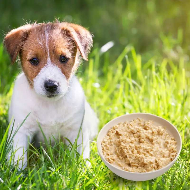 Dog sitting outside with a bowl of porridge