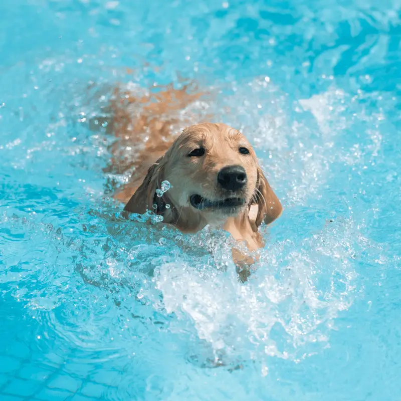 Labrador Retriever swimming in a pool