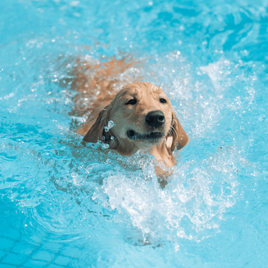 can all dogs instinctively swim