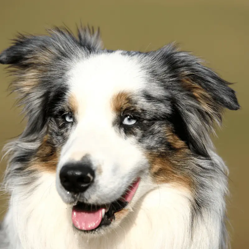 A gorgeous merle coloured dog with blue eyes