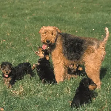 airedale terrier what is the mix