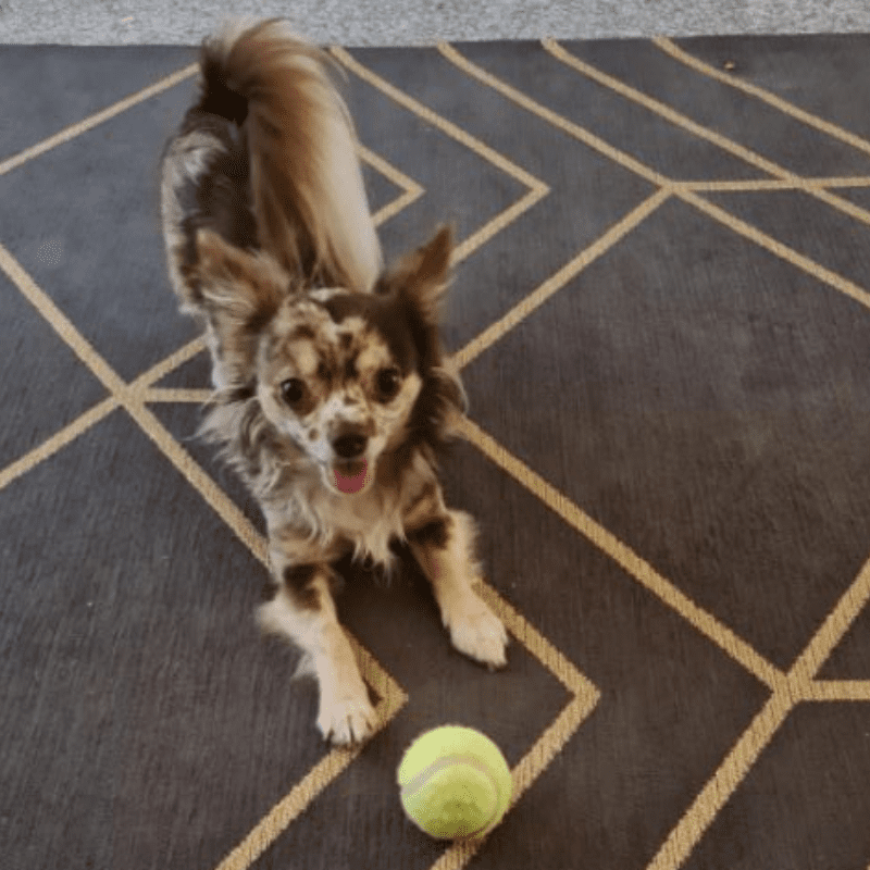 Dog on a rug playing with tennis ball