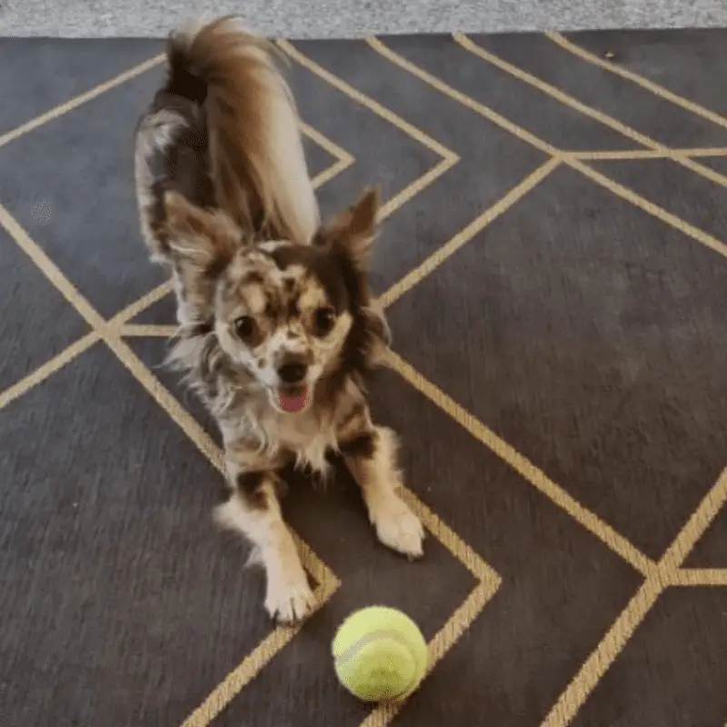 Chihuahua Dog on a rug playing with tennis ball