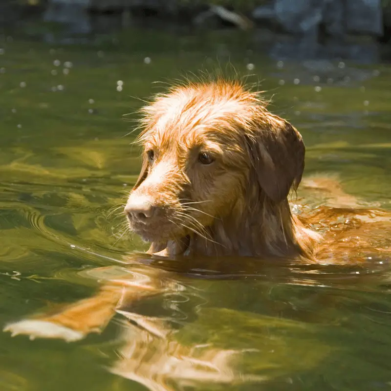 Nova Scotia Duck Tolling Retriever dog swimming in a lake