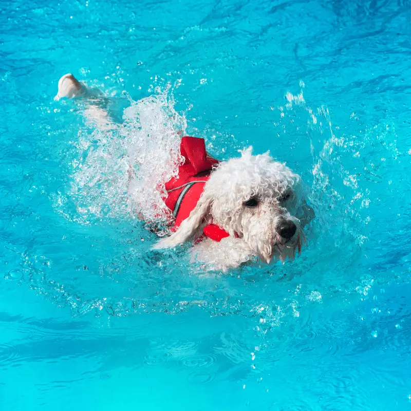White Poodle swimming in a pool with a red jacket on