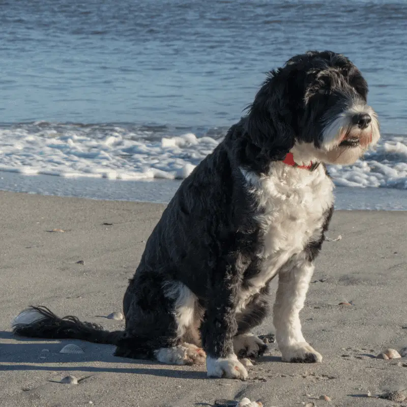Portuguese Water Dog at the beach sitting on the sand with the sea behind