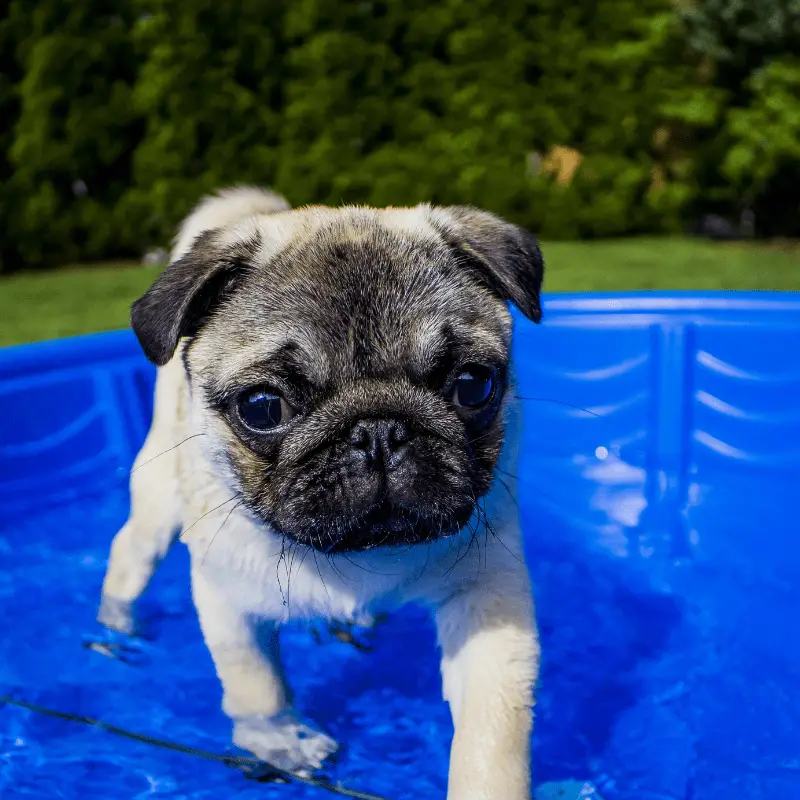 A pug puppy in a paddling pool