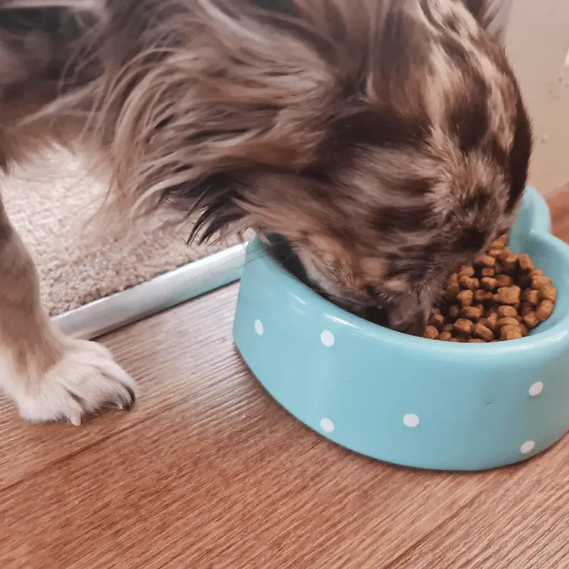 Chihuahua eating food out of heart shaped bowl