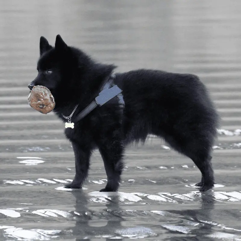 Schipperke dog standing in the beach at the sea, with a toy in mouth