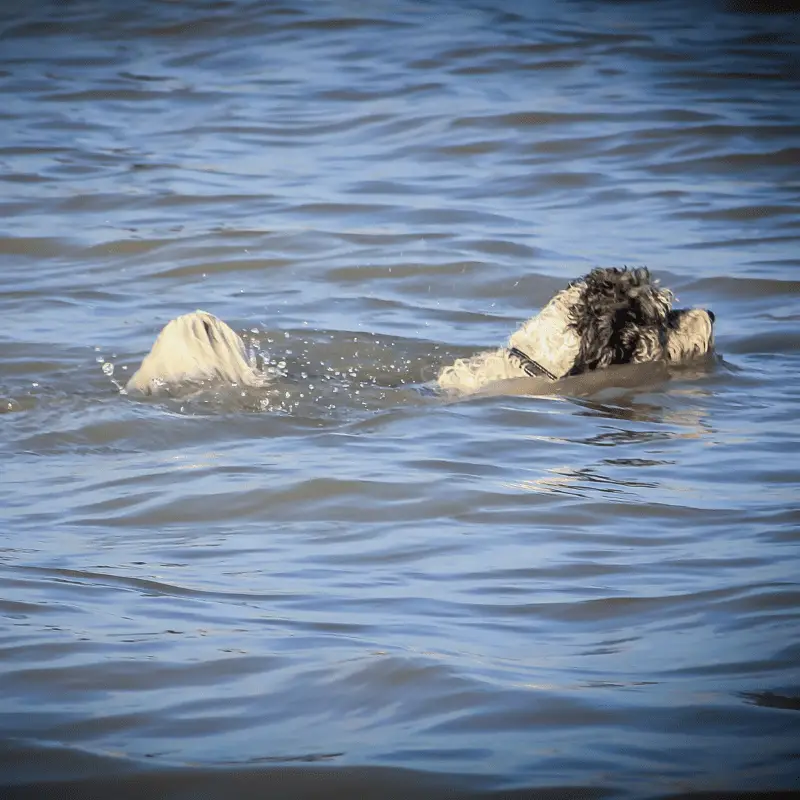 Black and white Shih Tzu swimming