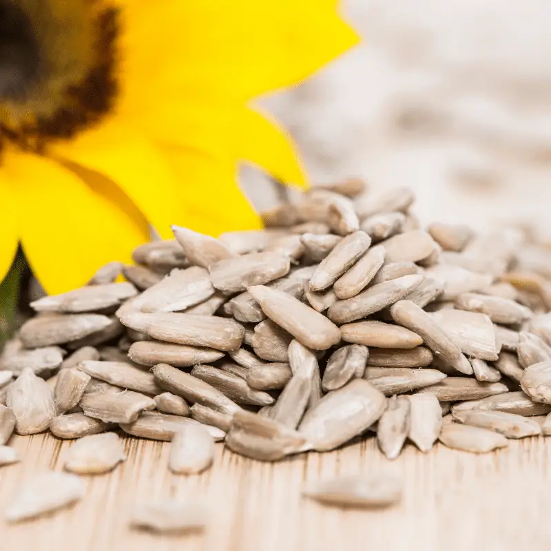 A pile of sunflower seeds