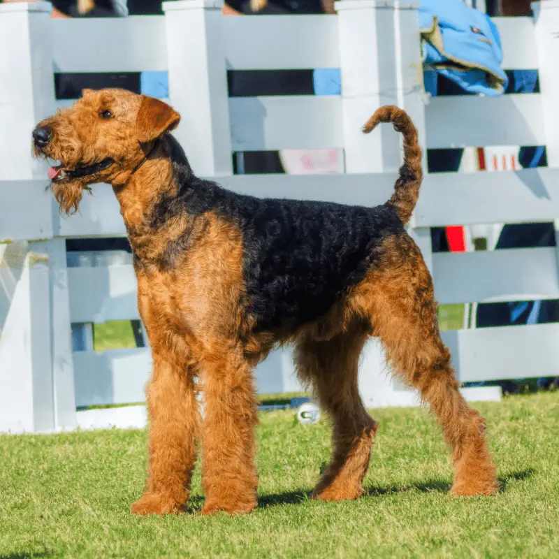 A dog standing on grass, well groomed