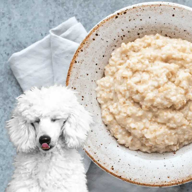 a bowl of plain porridge and a white Poodle dog