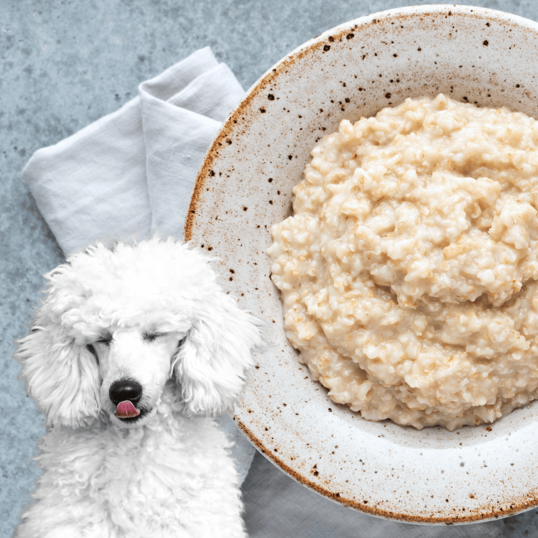Can Dogs Eat Porridge? Tips for a Healthy Breakfast for Your Pup Dog