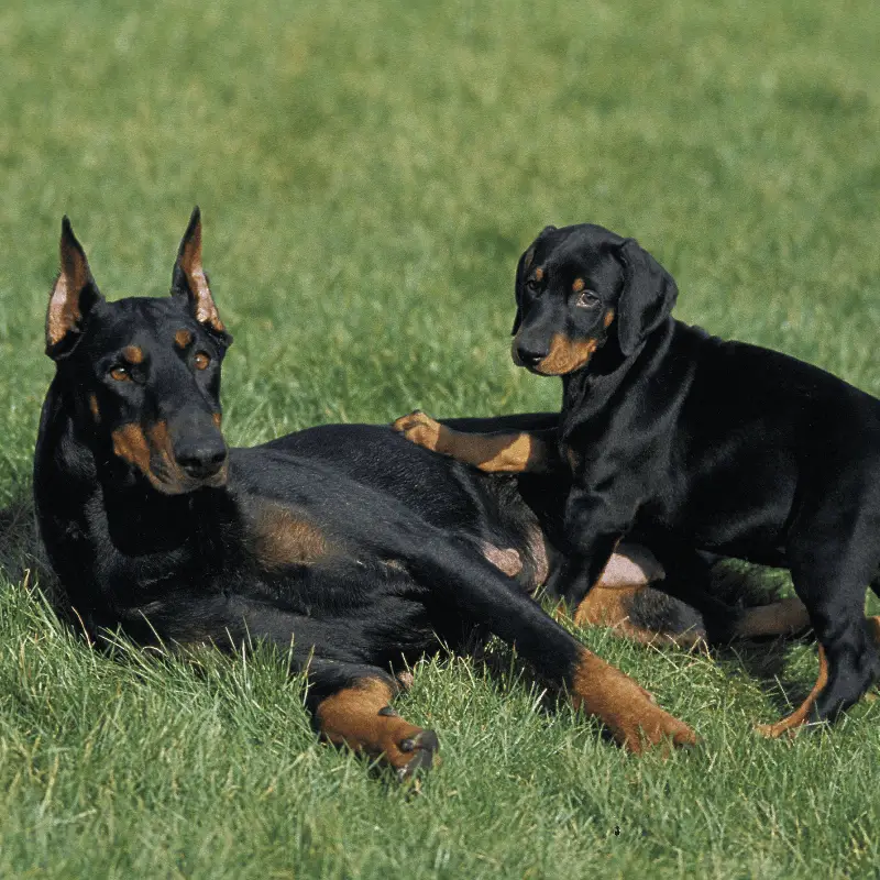 Adult Dobermann with cropped ears and a puppy with natural floppy ears laying on the grass