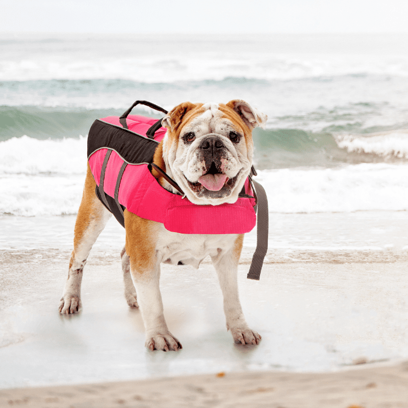 A dog wearing a safety vest
