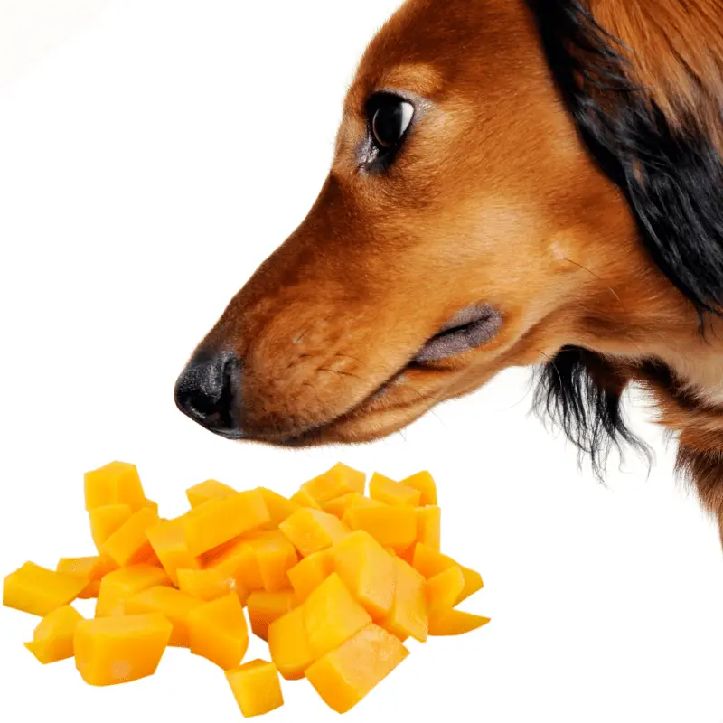 mango cubes and a dog looking at them