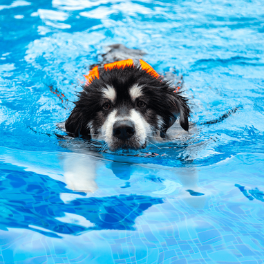 can puppies swim in pools