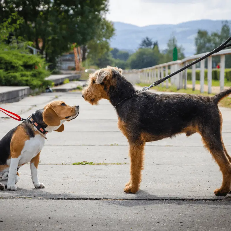 Two dogs greeting each other on a leash