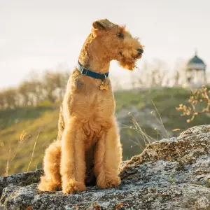 Airedale Terrier with blue collar on sitting on some rocks outside