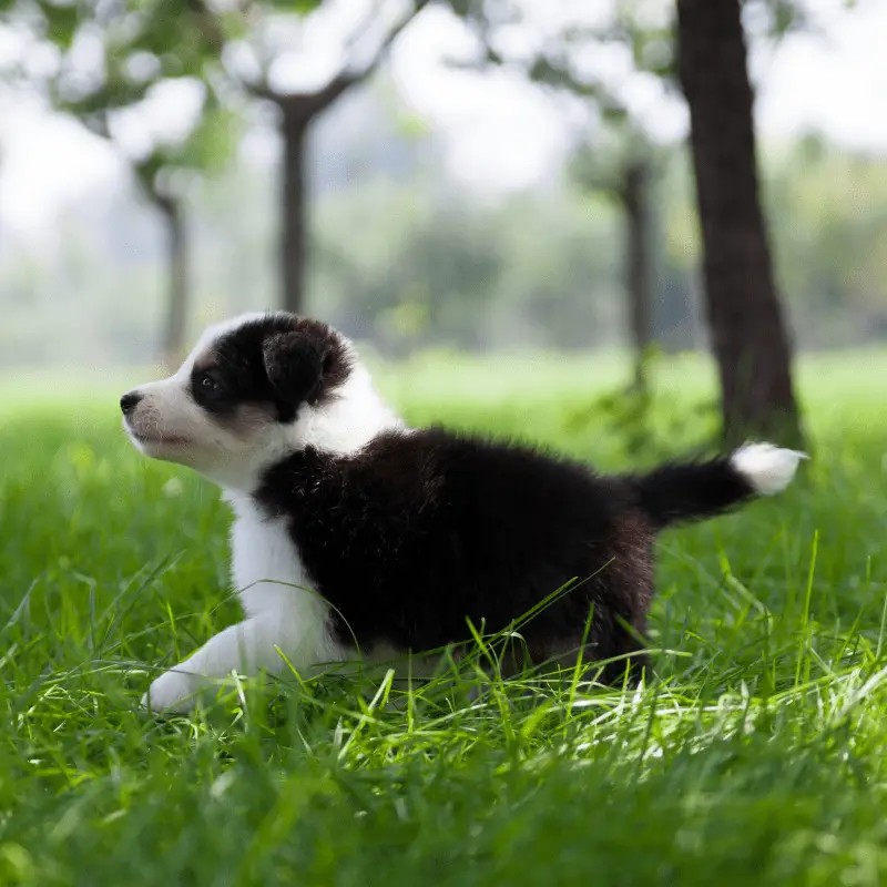 Border Collie Puppy running on the grass