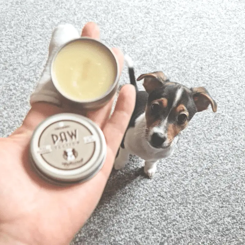 Paw balm in a hand and JRT pup looking up at it.