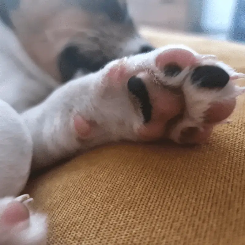 Close up of a puppies paw pads