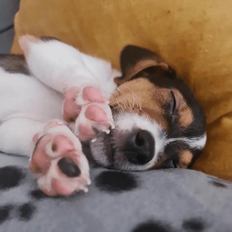 A puppy calm and sleepy